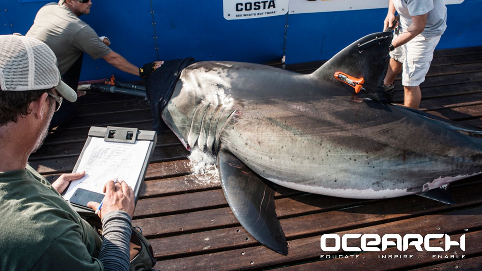Researches tagging a shark
