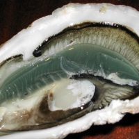 1280px-Oyster(L)