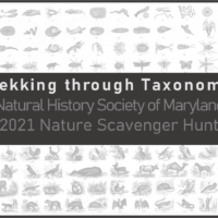 2021 scavenger hunt banner