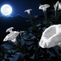 moongarden