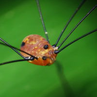 Daddy Longlegs Revisited (Family Phalangiidae) – Field Station