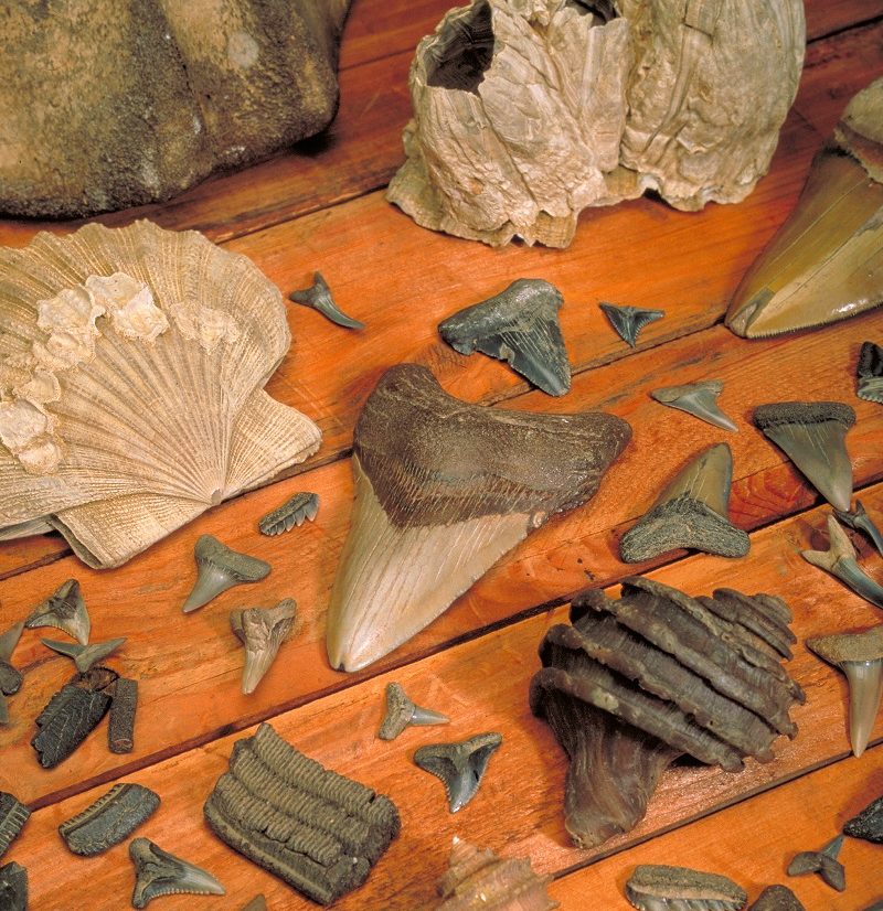 How to start a fossil collection: cleaning, cataloging, labeling, storing,  organizing – Natural History Society of Maryland