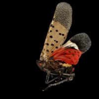 Spotted_Lanternfly,_left_side_2017-06-16-16.56_(35264403881)