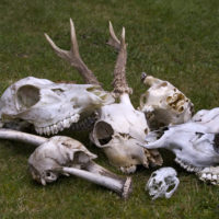 skulls and bones