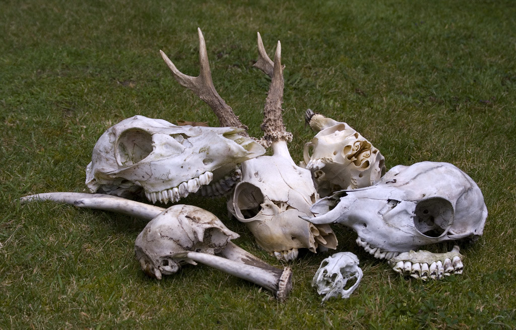 Natural History Society of Maryland - Talking Bones: Skull and Bone  Identification