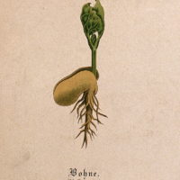 Ten_seedlings_with_different_types_of_cotyledon_or_seed_leav_Wellcome_V0044555_(cropped1)
