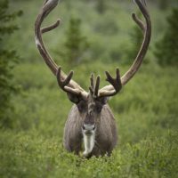 Bull_Caribou_(7956361274)