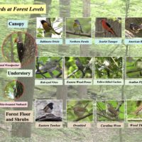 Forest Bird levels no text copy