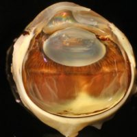 eye of lion