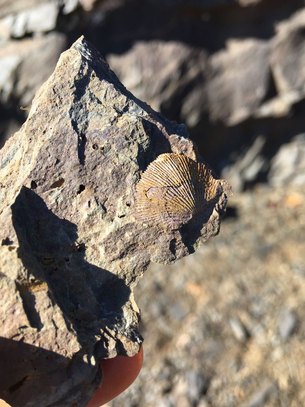 Fossil Collecting from the Middle Devonian at Beltzville State Park, PA –  Natural History Society of Maryland