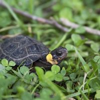 Bog_turtle_(18553965520)