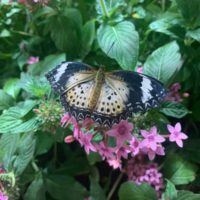 Butterfly B