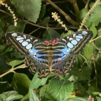 Butterfly C