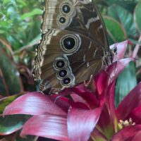 butterfly A