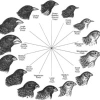 finches