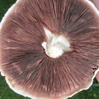 Field_Mushroom_Gills