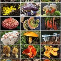 Fungi_Diversity