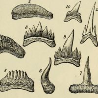 fossil meeting June