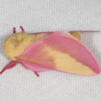 Rosy Maple Moth Dryocampa rubicunda 071820