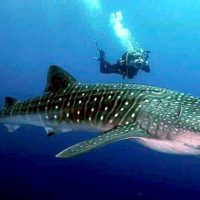 800px-Whaleshark_at_Koh_Tao