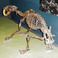 580px-Smilodon_californicus_skeleton