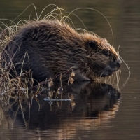 Beaver_pho34