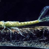 CSIRO_ScienceImage_2194_Dragonfly_Nymph