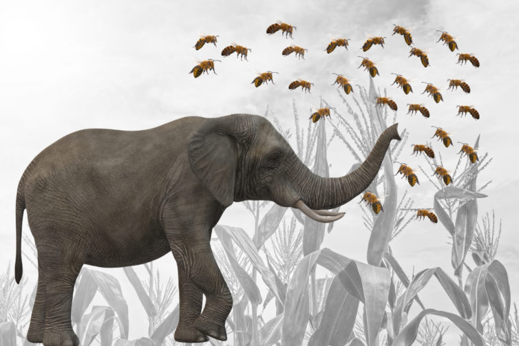 Elephant Vs Insect Bees versus Elephants and Innovative Approach to Solving Human-Wildlife ...