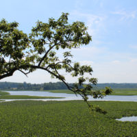 Jug Bay 1