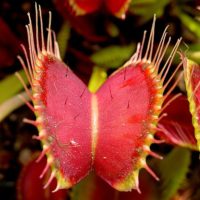Venus_Flytrap_showing_trigger_hairs
