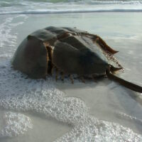 Horseshoe_Crab