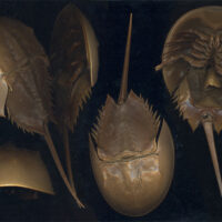 Limulus_polyphemus
