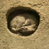 Chipmunk_Hibernation