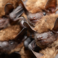 bats