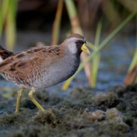 sora rail