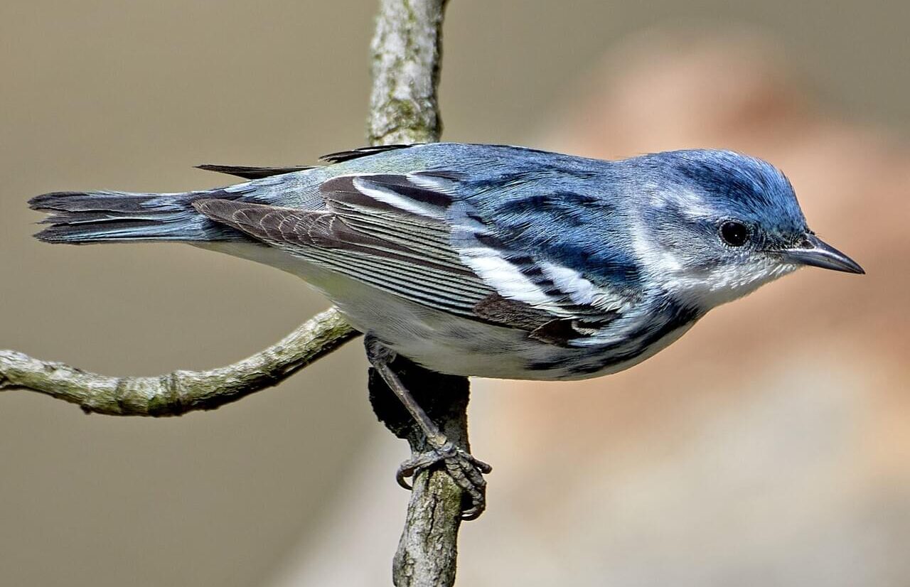 Cerulean Warbler