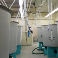Hatchery1