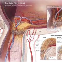 Seliger_Illustrating-Anatomy