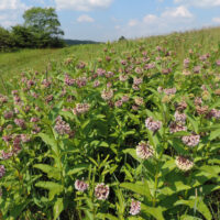milkweed