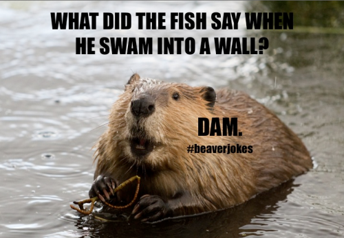 Beaver joke