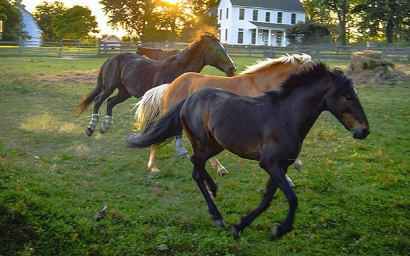 Horses running in front of a colonial mansion