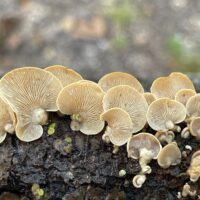 Jug Bay -Panellus stipticus mushroom-2021.10.02-JugBay-By Serenella