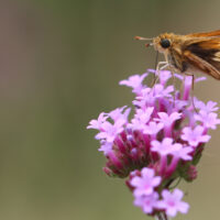 Skipper on verbena by Kerry Wixted