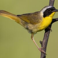 Common Yellowthroat Warbler