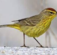 pine warbler