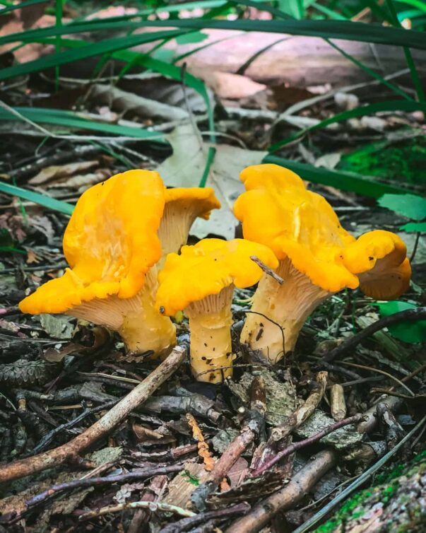Wild Edibles – Chanterelle Foraging with Nick – Natural History Society ...