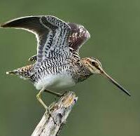 wilson’s snipe
