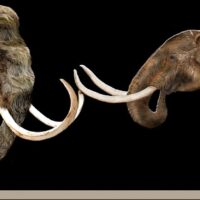 MammothVsMastodon