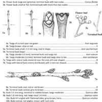 wintertreeID1