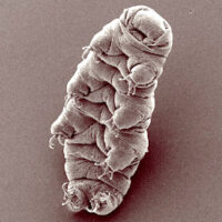 Waterbear